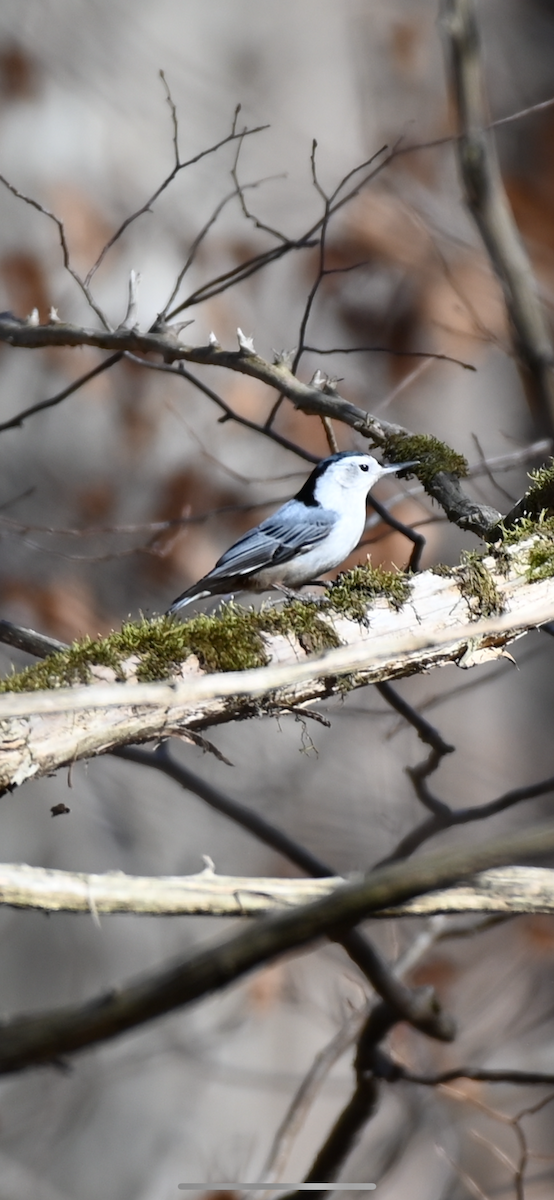 White-breasted Nuthatch - ML625058269