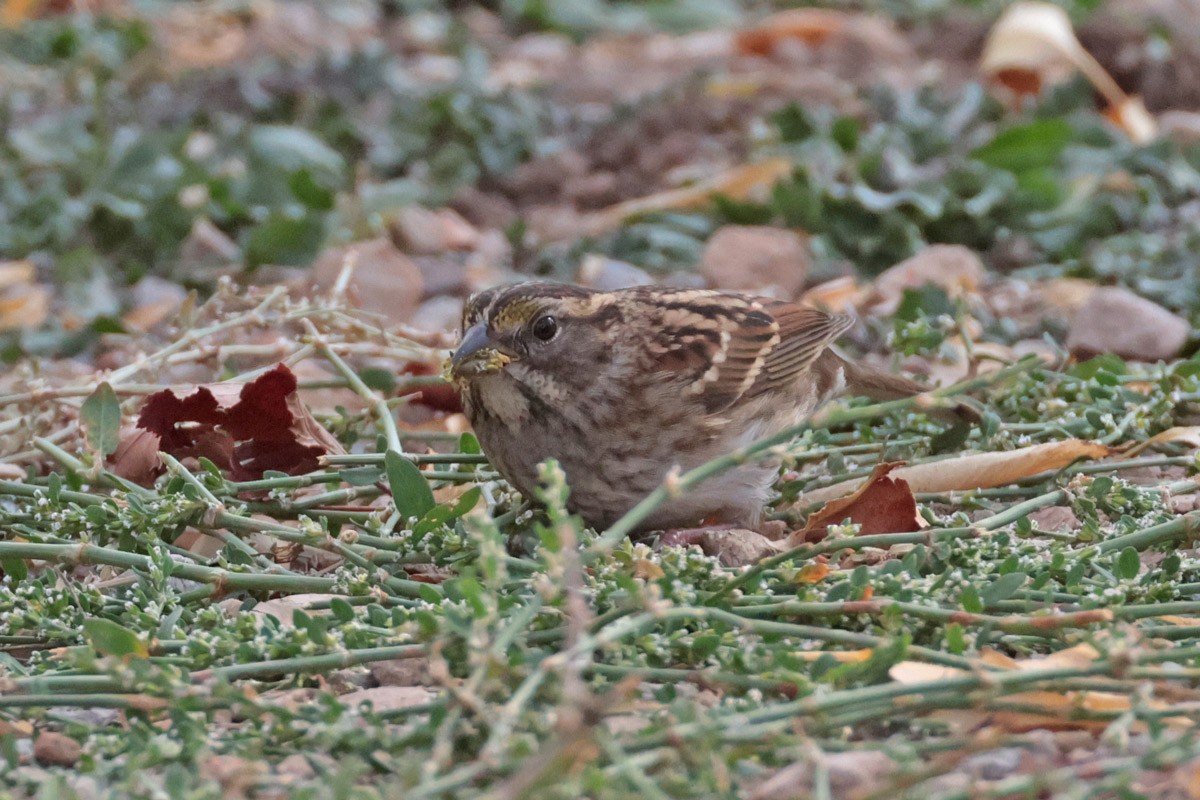 White-throated Sparrow - Margaret Sloan