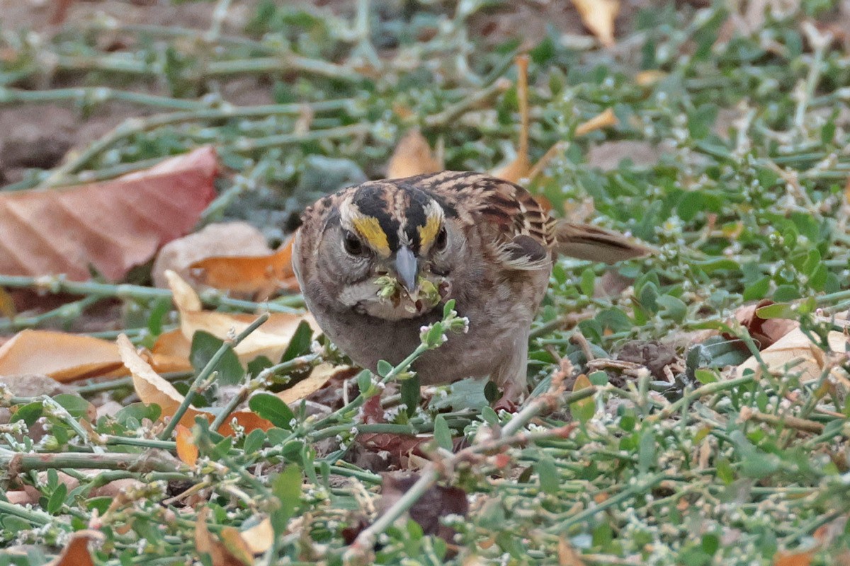 White-throated Sparrow - ML625058289
