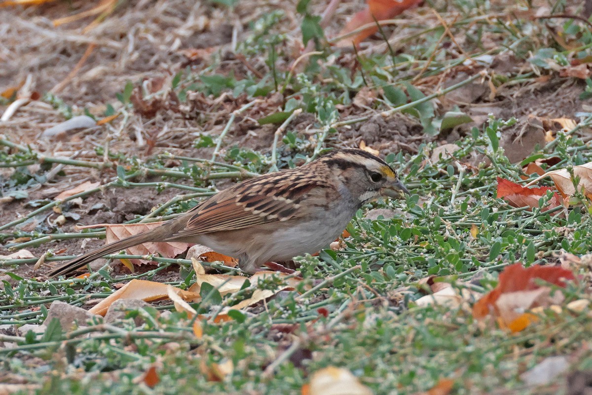White-throated Sparrow - ML625058290