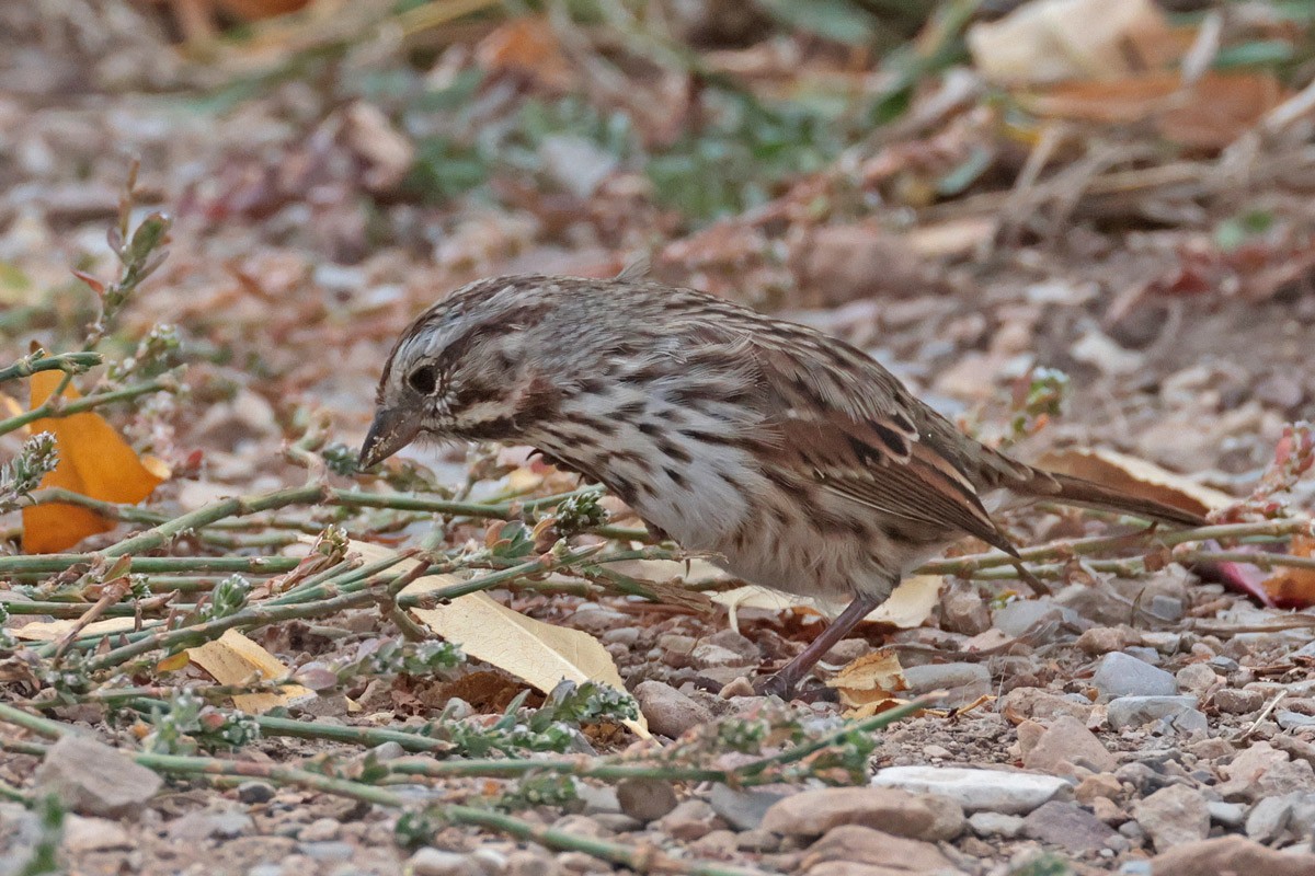 Song Sparrow - ML625058309