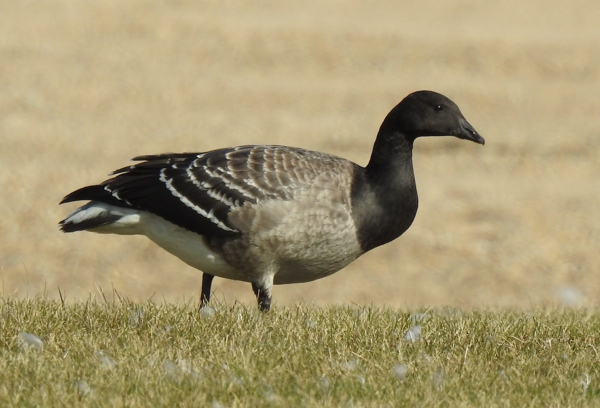 Brant - ML625058717