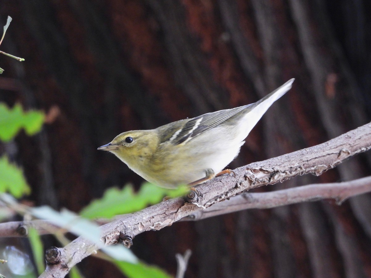 Blackpoll Warbler - ML625058779