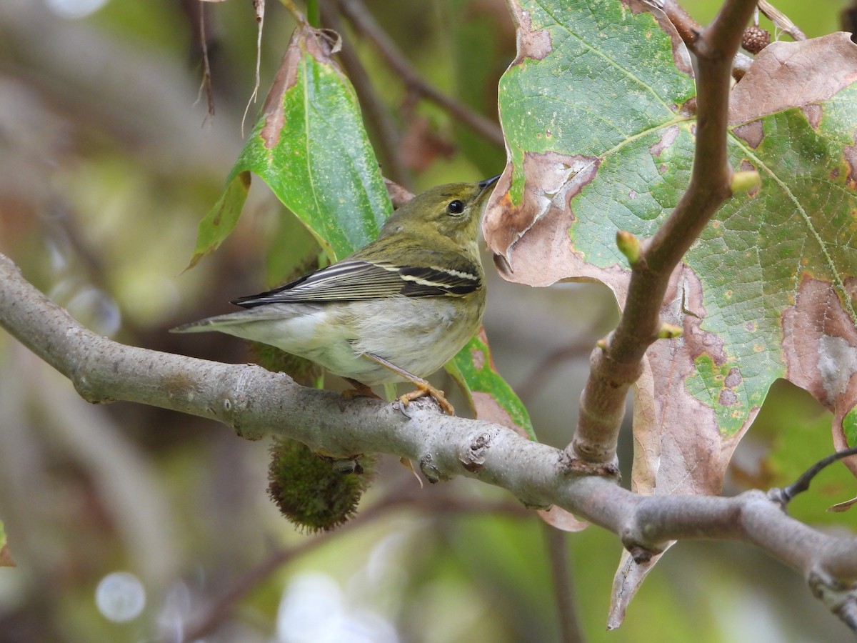 Blackpoll Warbler - ML625058780