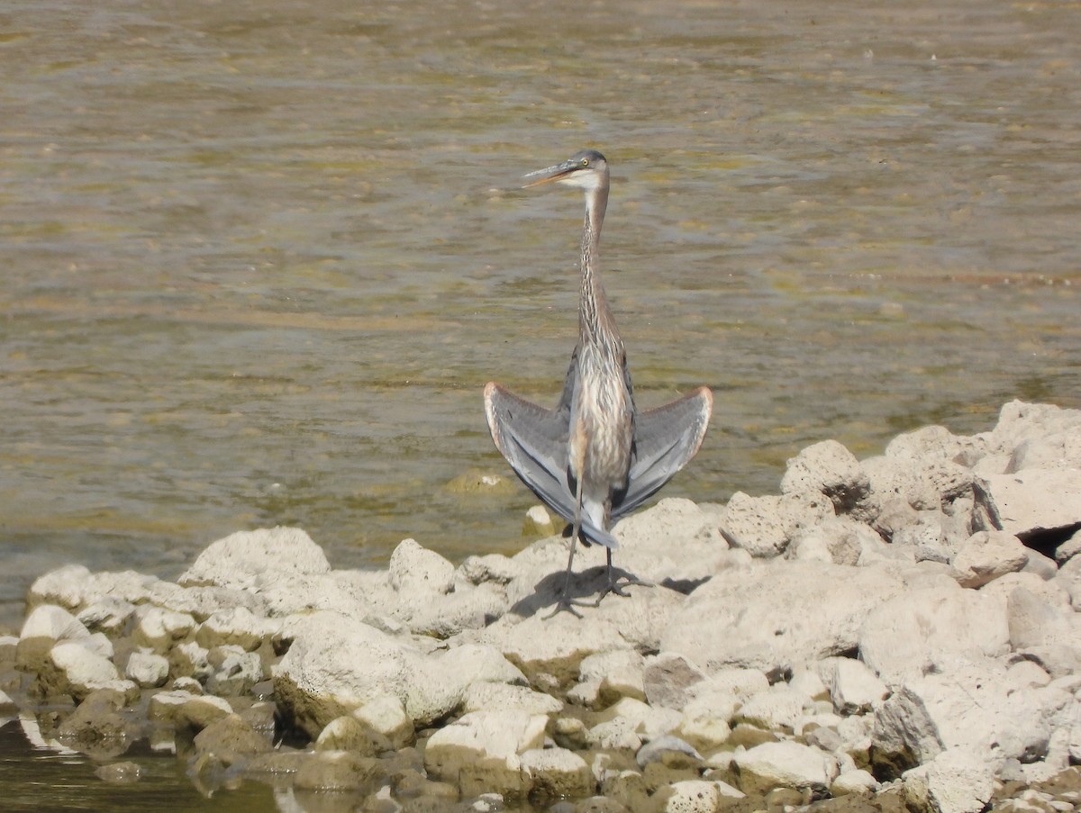 Great Blue Heron - ML625058791