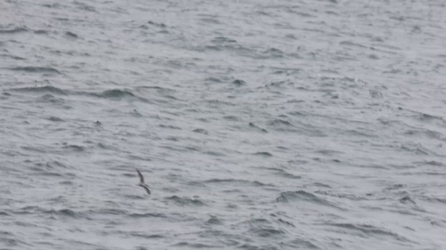 Cooksturmvogel - ML625058798