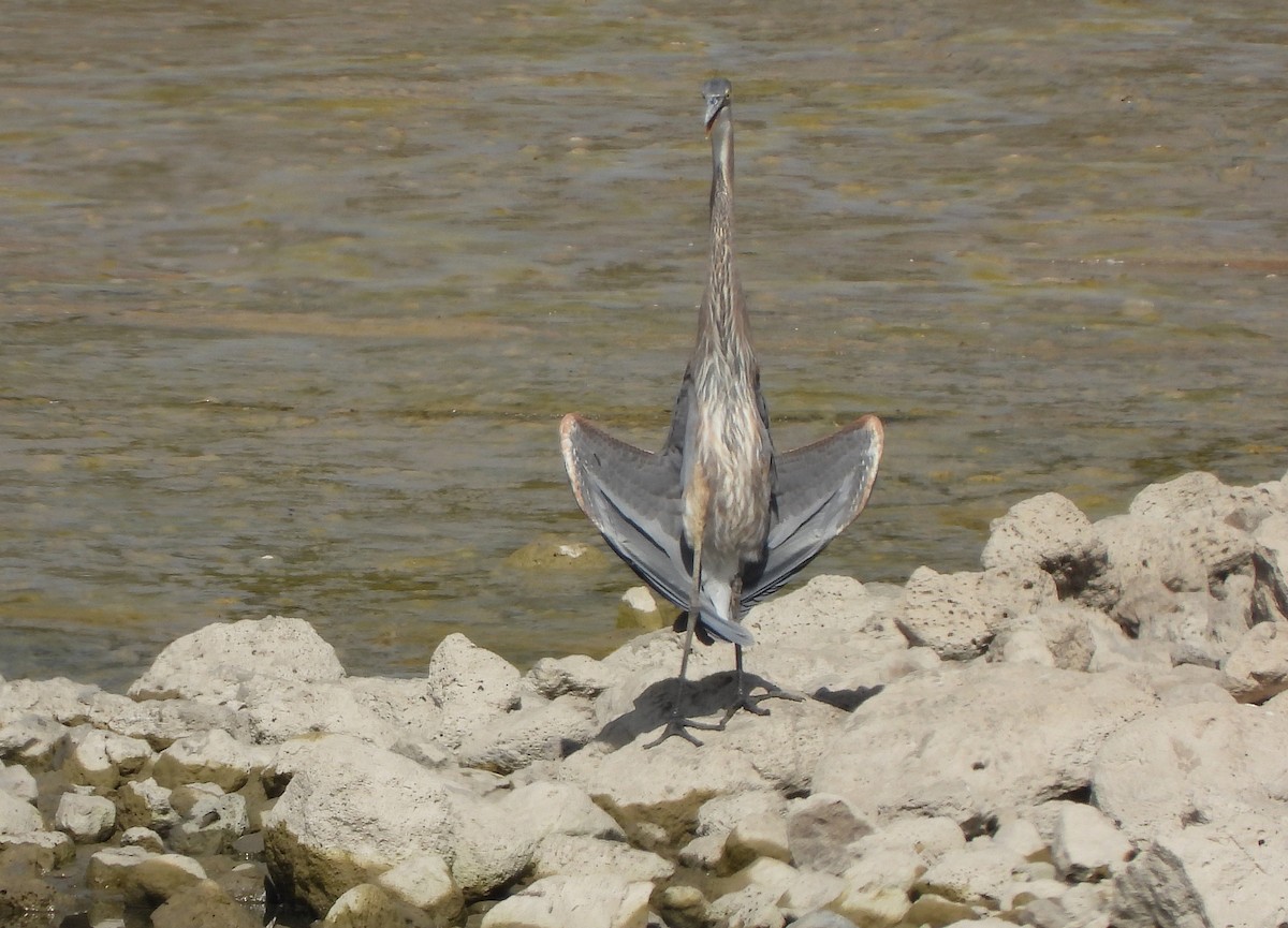 Great Blue Heron - ML625058805