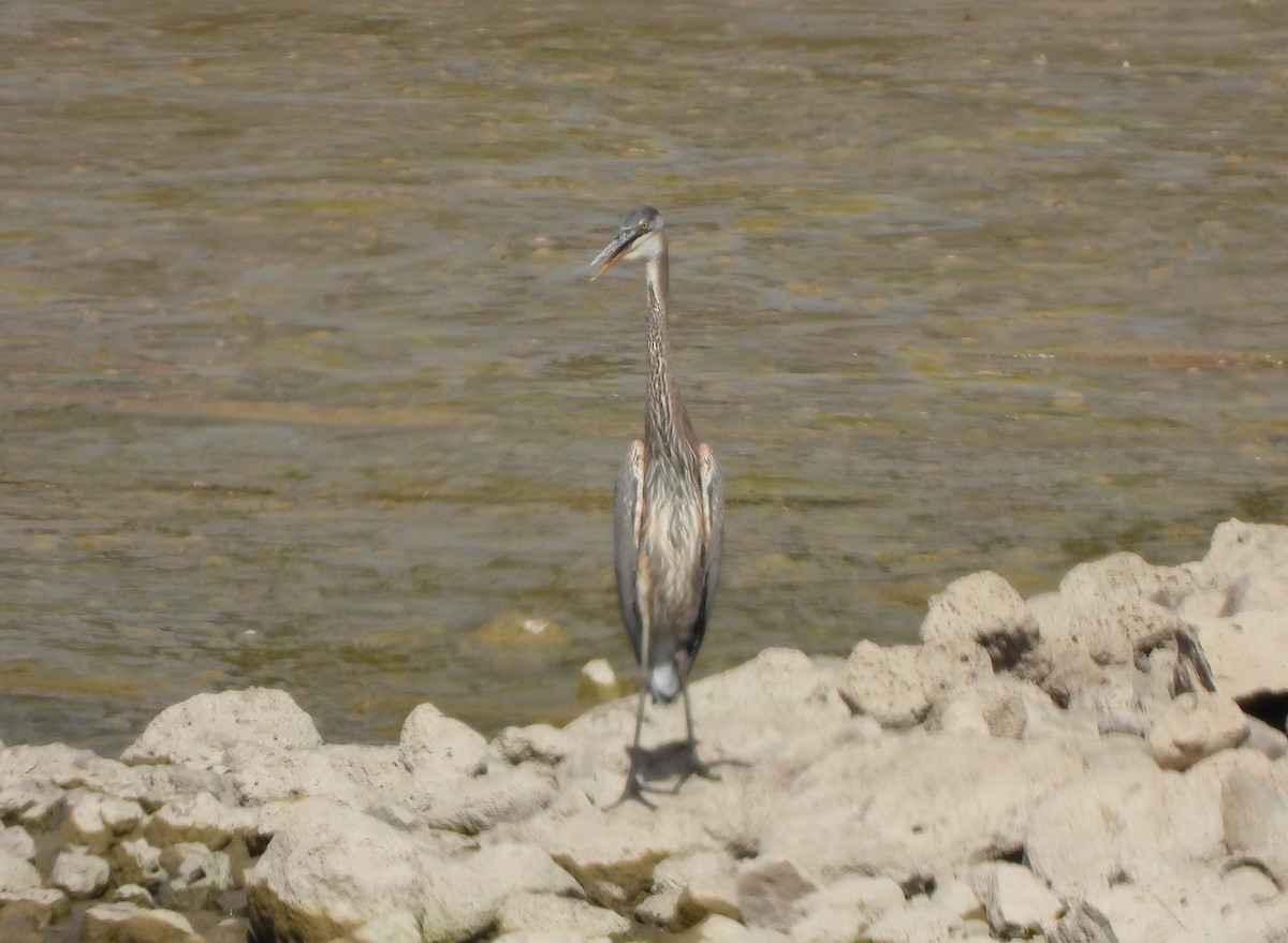Great Blue Heron - ML625058822
