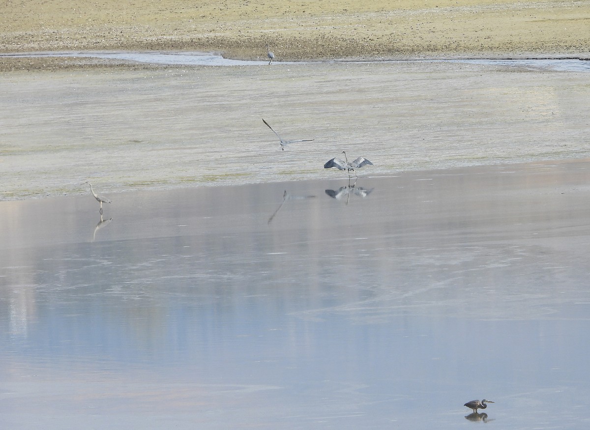 Great Blue Heron - ML625058827