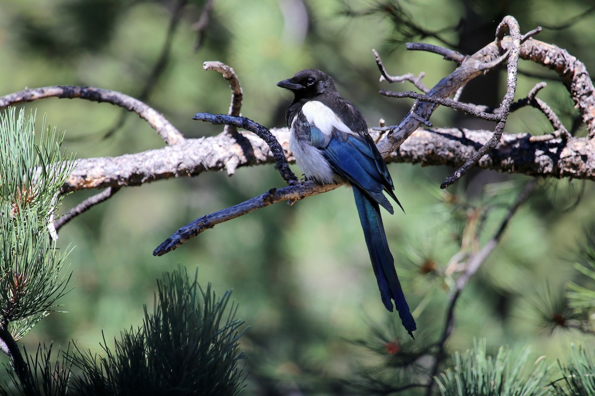 Black-billed Magpie - ML625059000