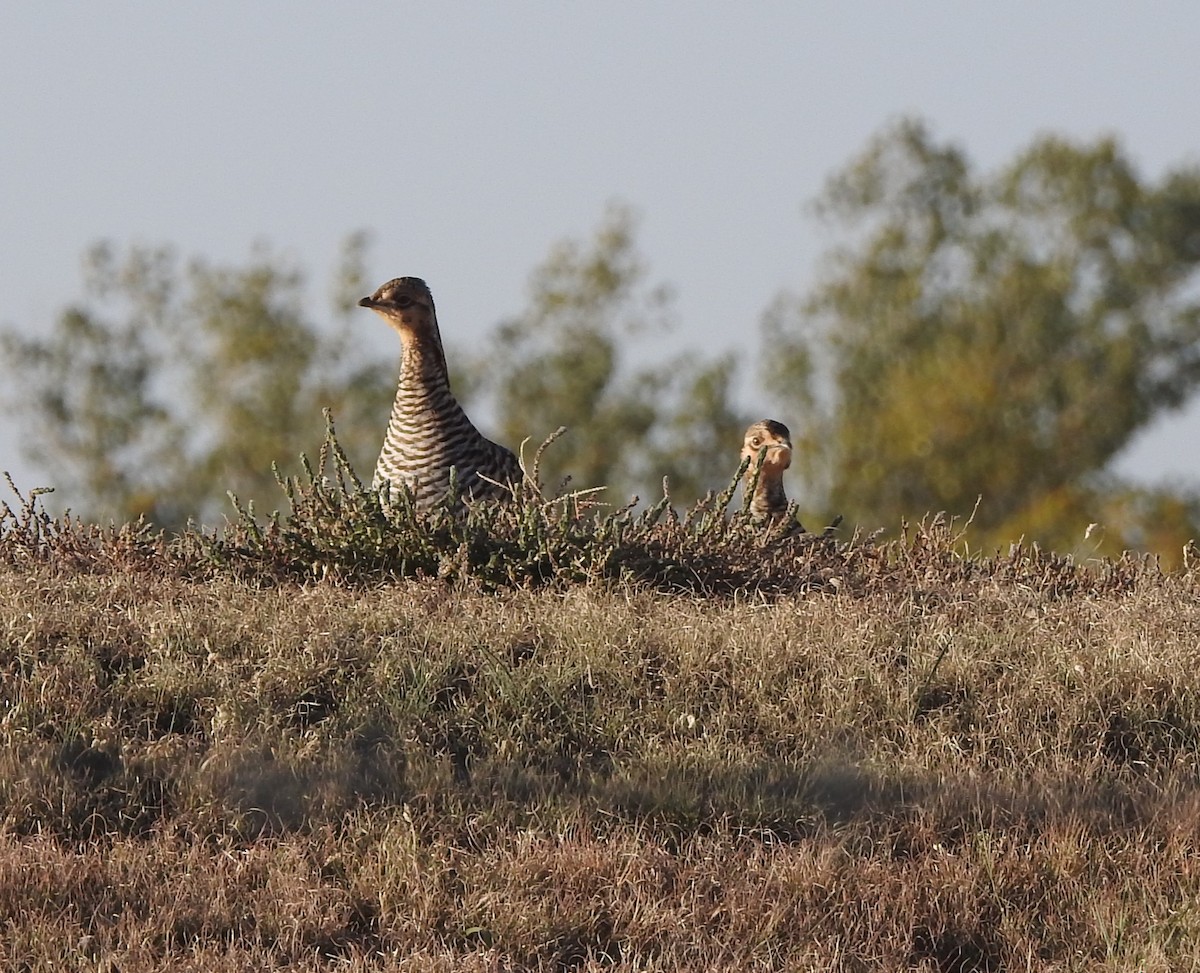 Greater Prairie-Chicken - Carol Morgan