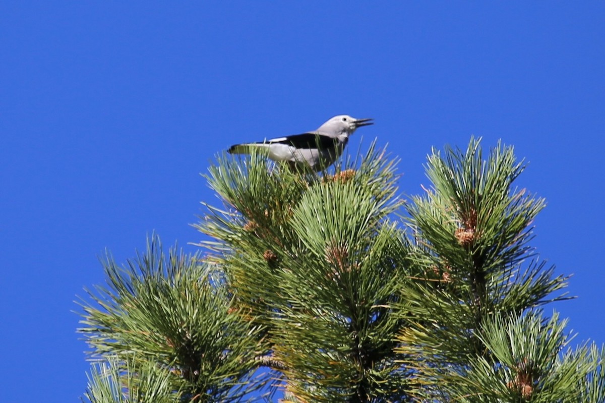 Clark's Nutcracker - ML625059047