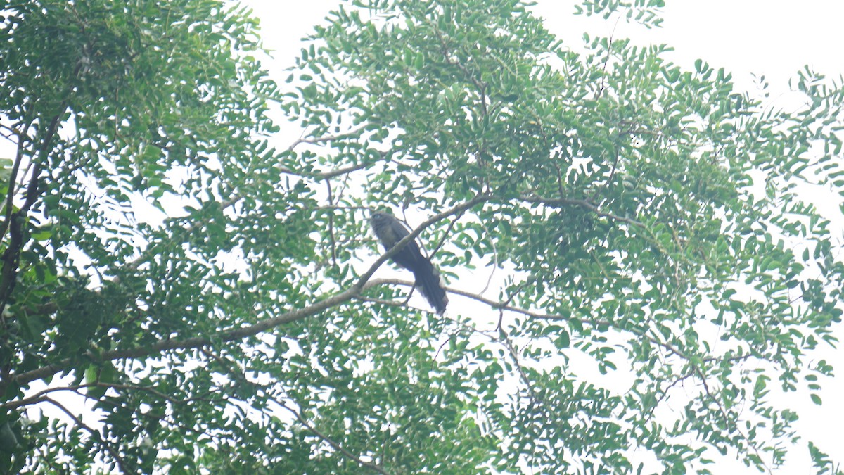 Blue-faced Malkoha - ML625059048