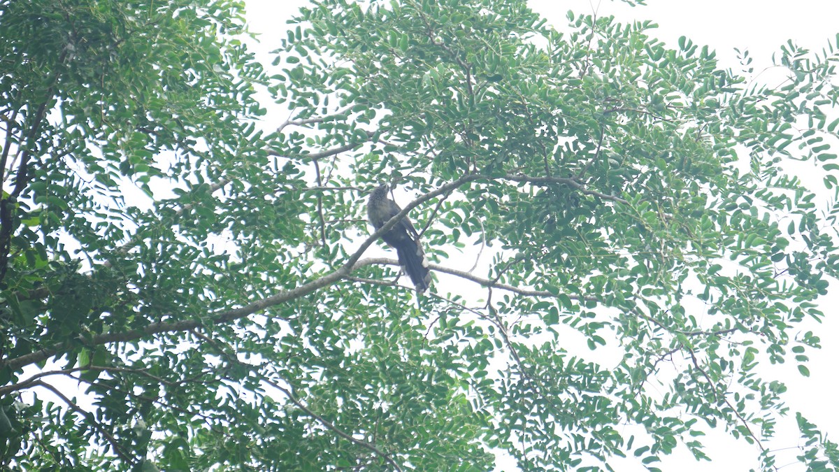 Blue-faced Malkoha - ML625059049