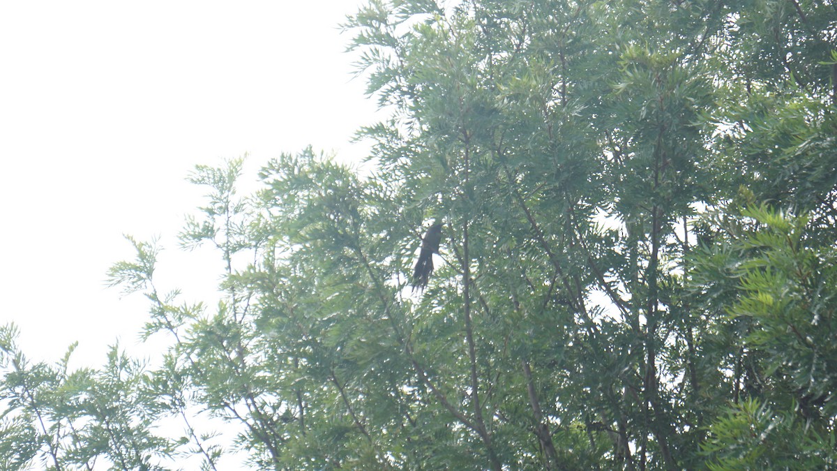 Blue-faced Malkoha - Kirubakaran Valayapathi