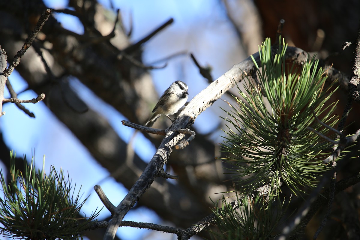 Mountain Chickadee (Rocky Mts.) - ML625059066