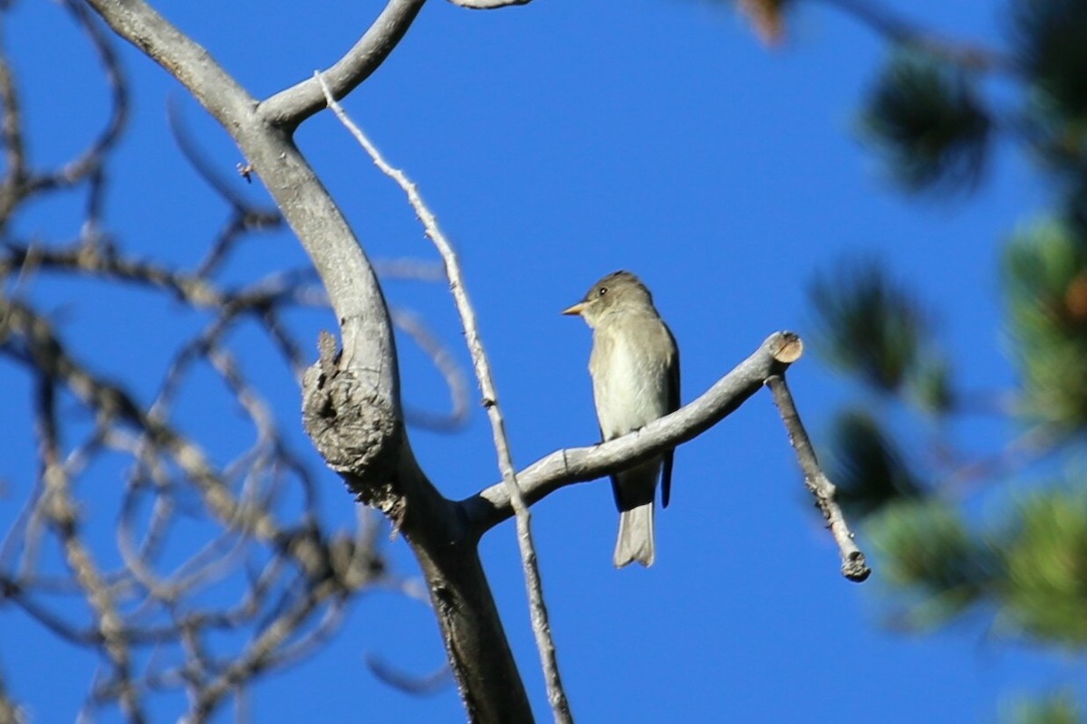 Western Wood-Pewee - ML625059090