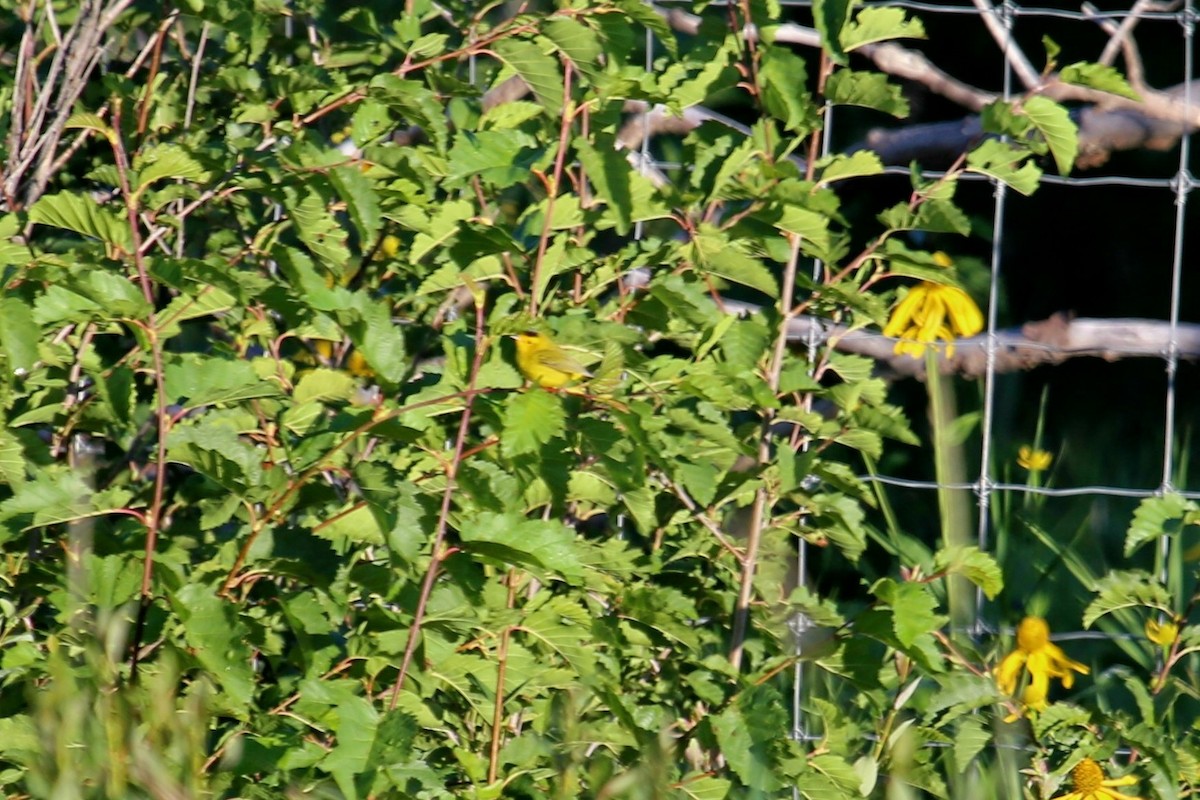 Wilson's Warbler - ML625059110