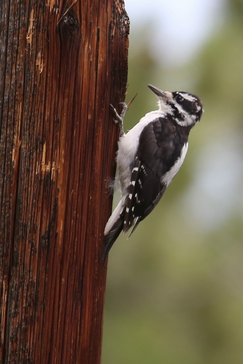 Hairy Woodpecker (Rocky Mts.) - ML625059118