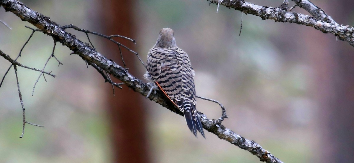 Northern Flicker (Red-shafted) - ML625059153