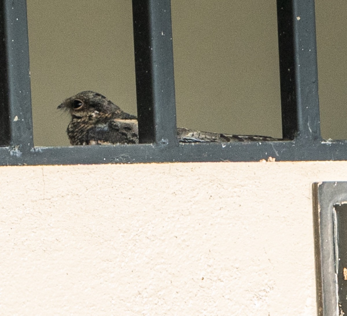 Ladder-tailed Nightjar - ML625059156