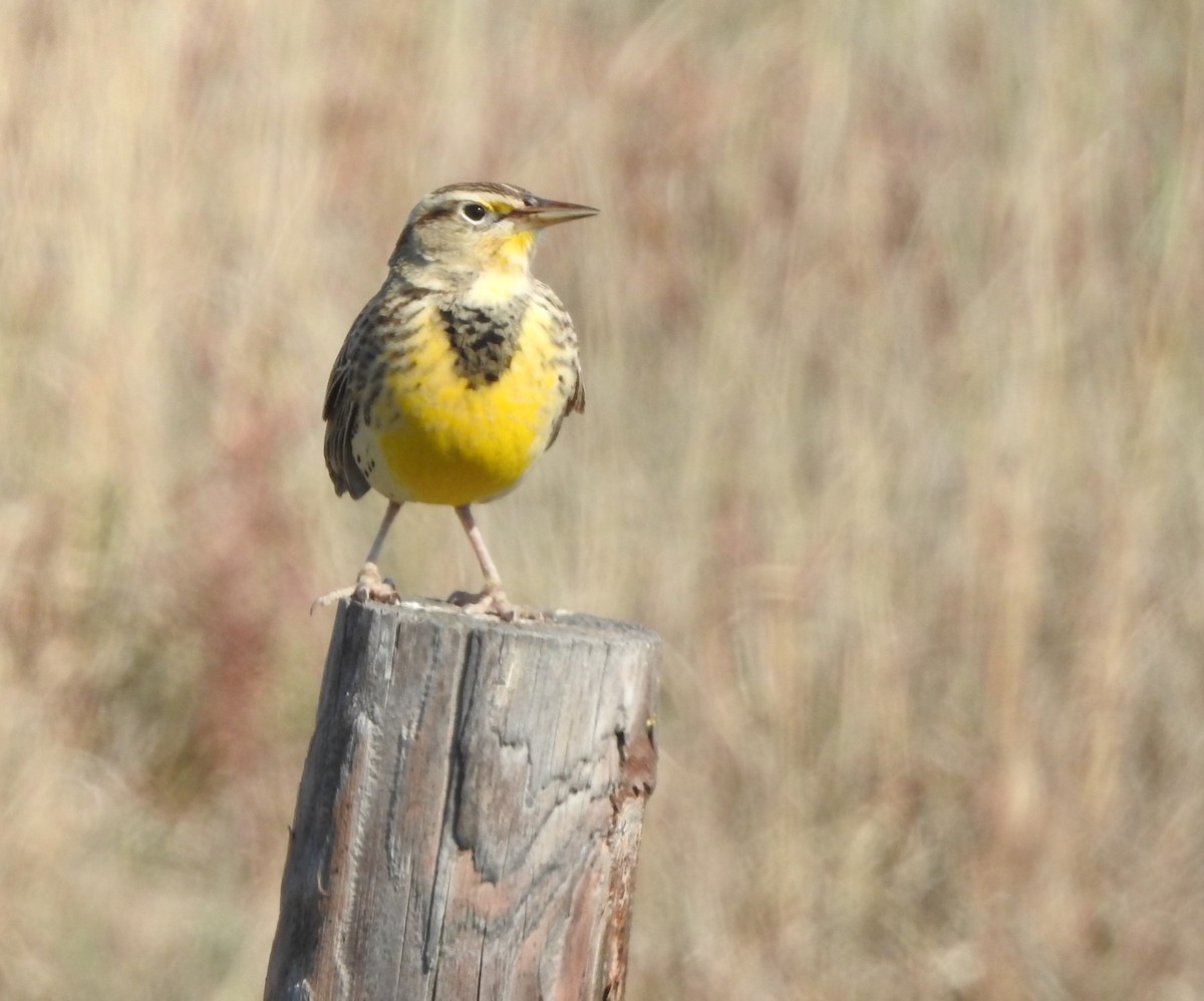 prærielerketrupial - ML625059164