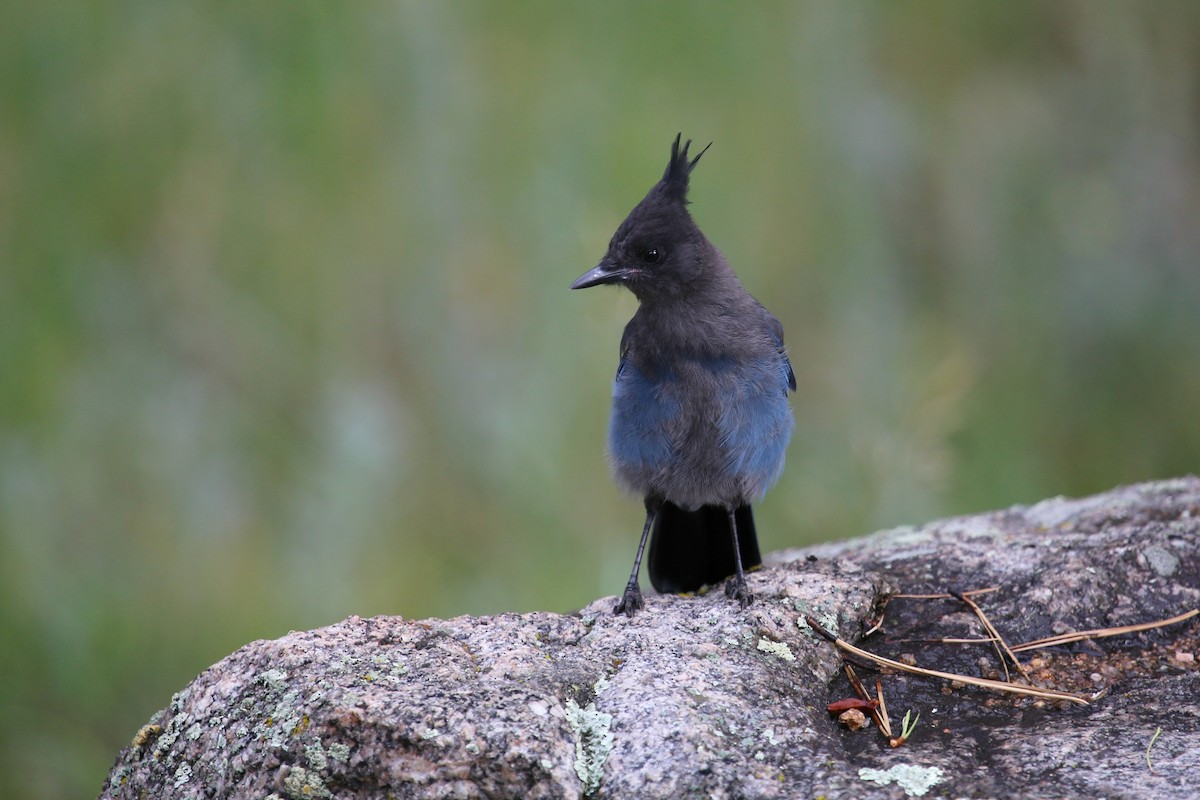 Steller's Jay - ML625059220