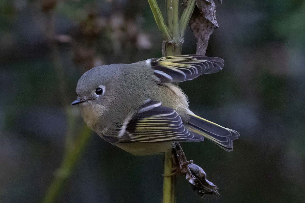 Ruby-crowned Kinglet - ML625059236