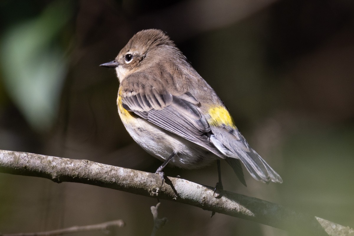 Yellow-rumped Warbler - ML625059263