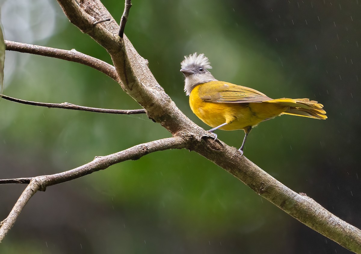 Gray-headed Tanager - ML625059279