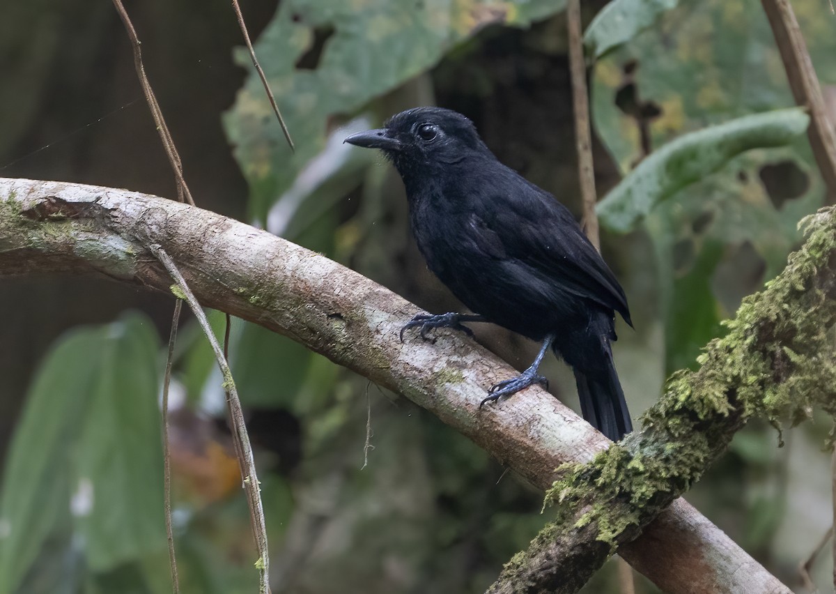 Cocha Antshrike - ML625059292