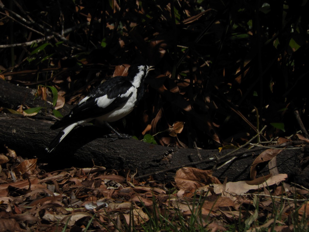 Magpie-lark - ML625059298
