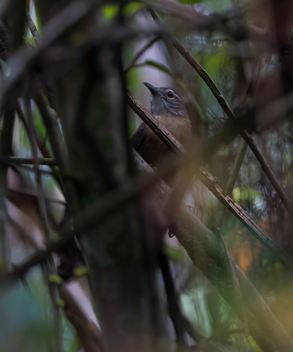 Buff-breasted Wren - ML625059326