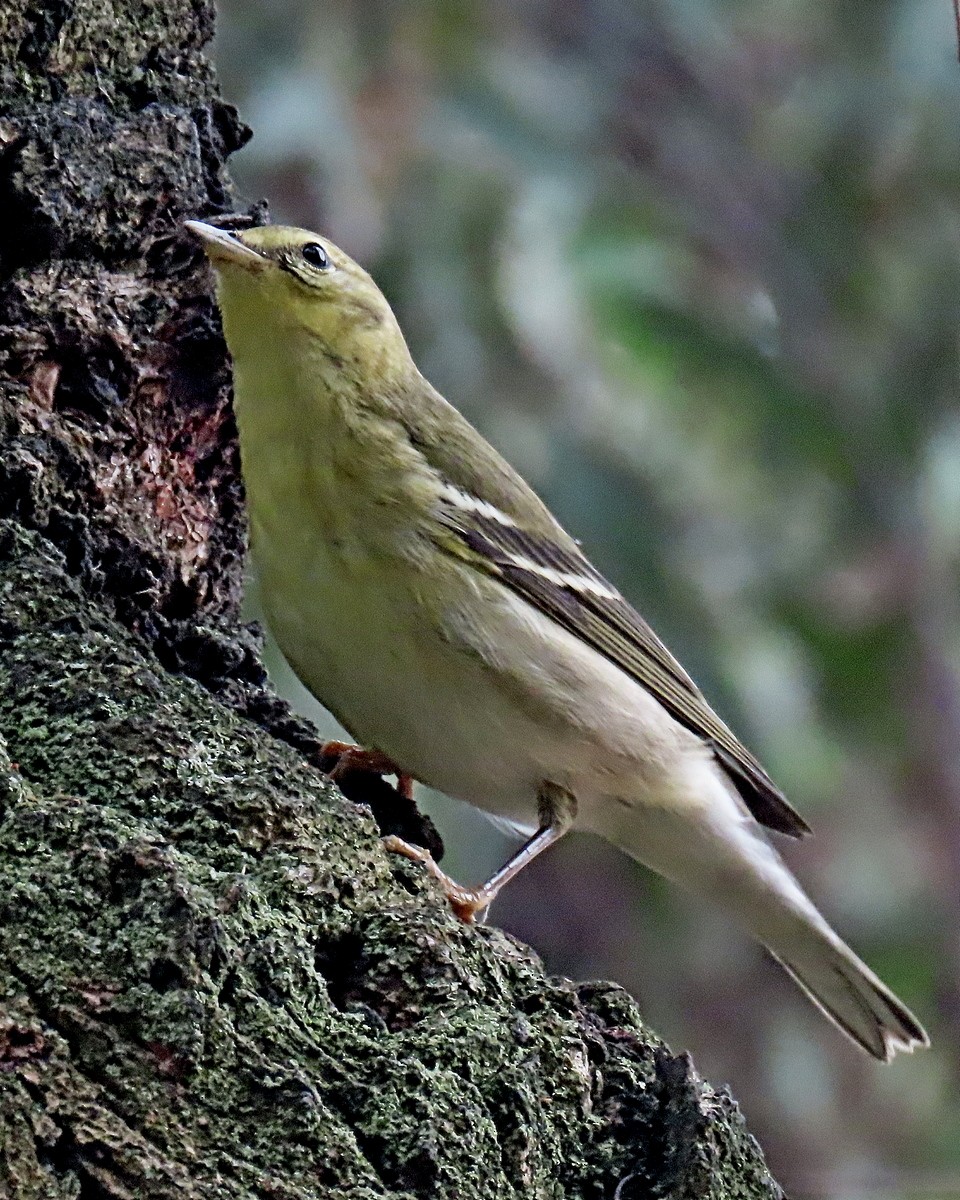 Blackpoll Warbler - ML625059333