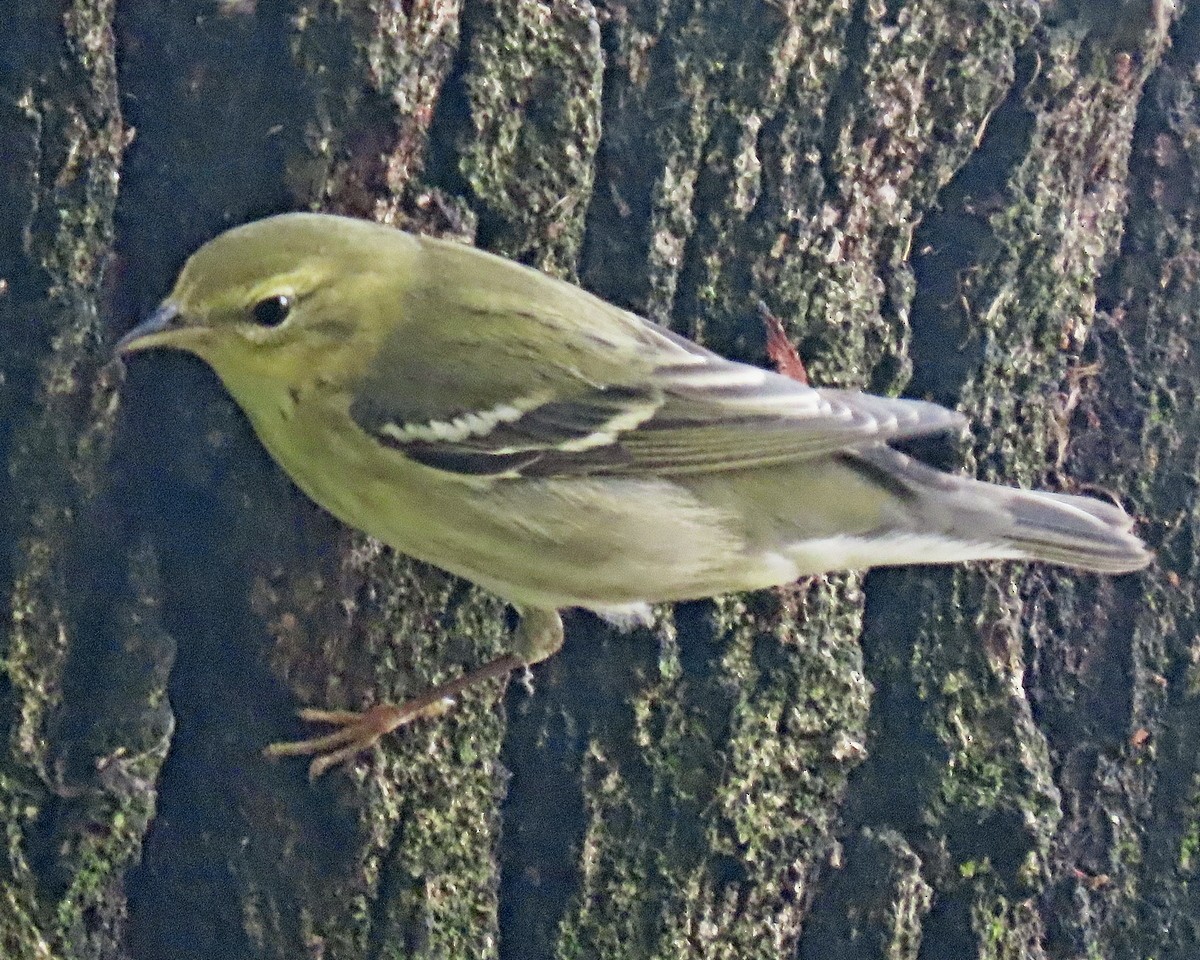 Blackpoll Warbler - ML625059351