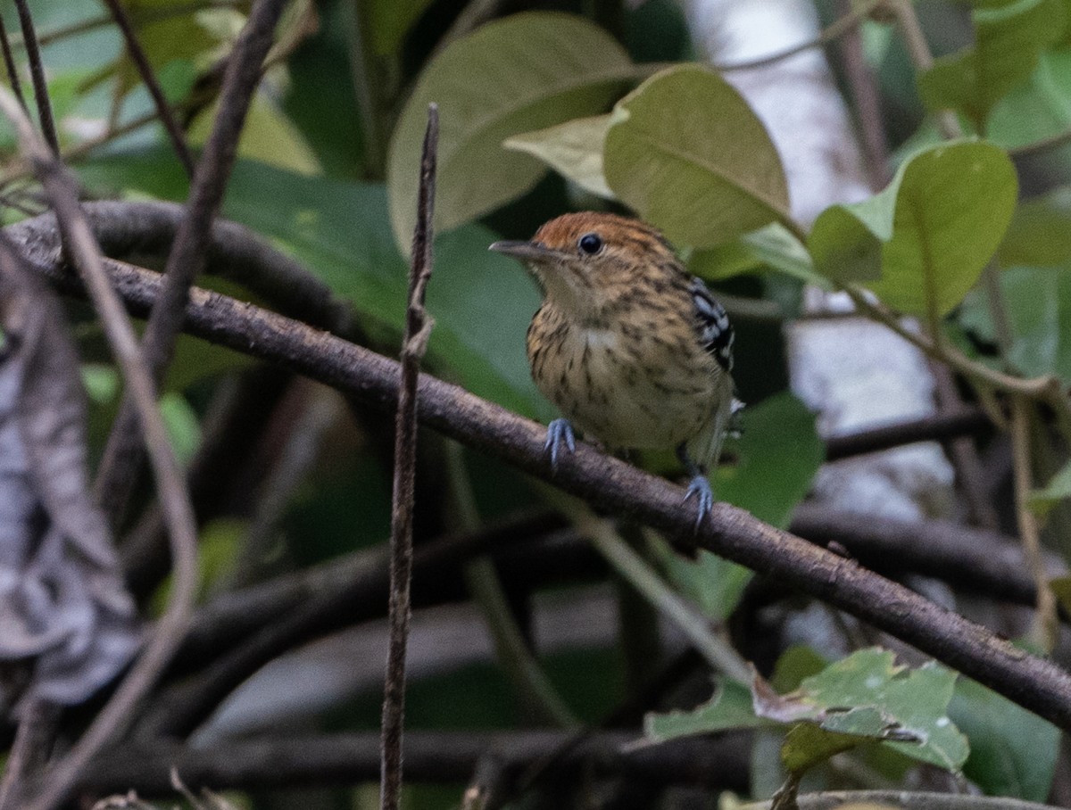 Amazonian Streaked-Antwren - Alex Boas