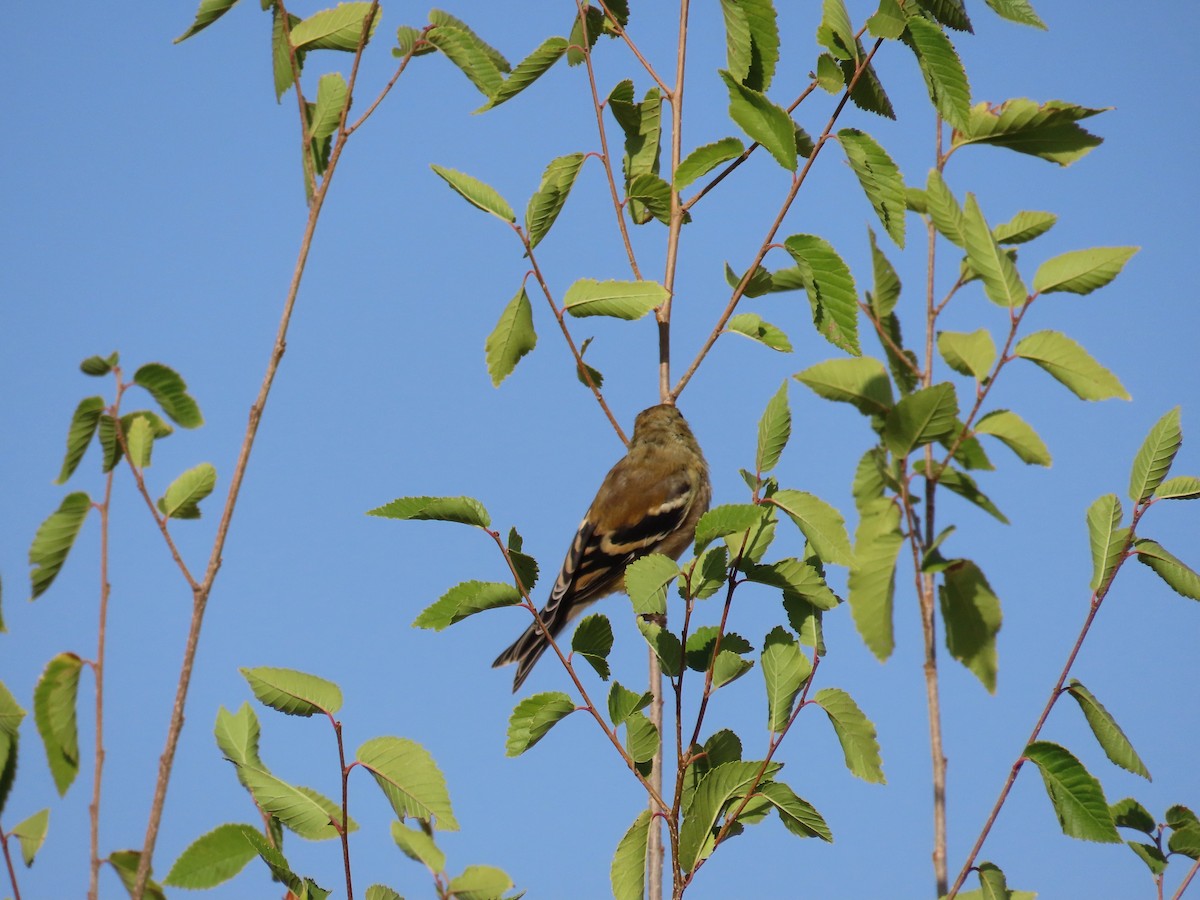 American Goldfinch - ML625059473