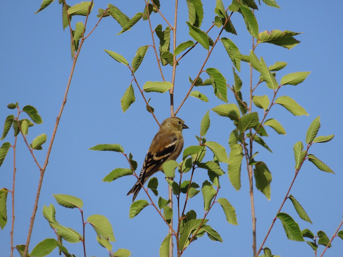 American Goldfinch - ML625059474