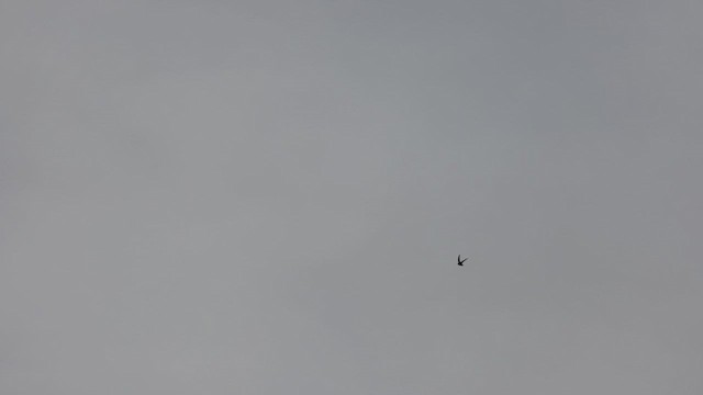 Black Swift - ML625059477