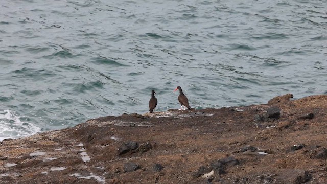 Black Oystercatcher - ML625059489