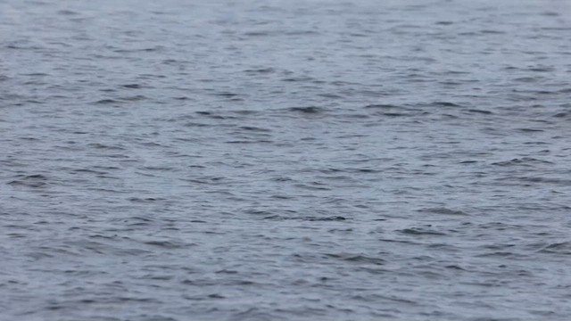 Scripps's Murrelet - ML625059570