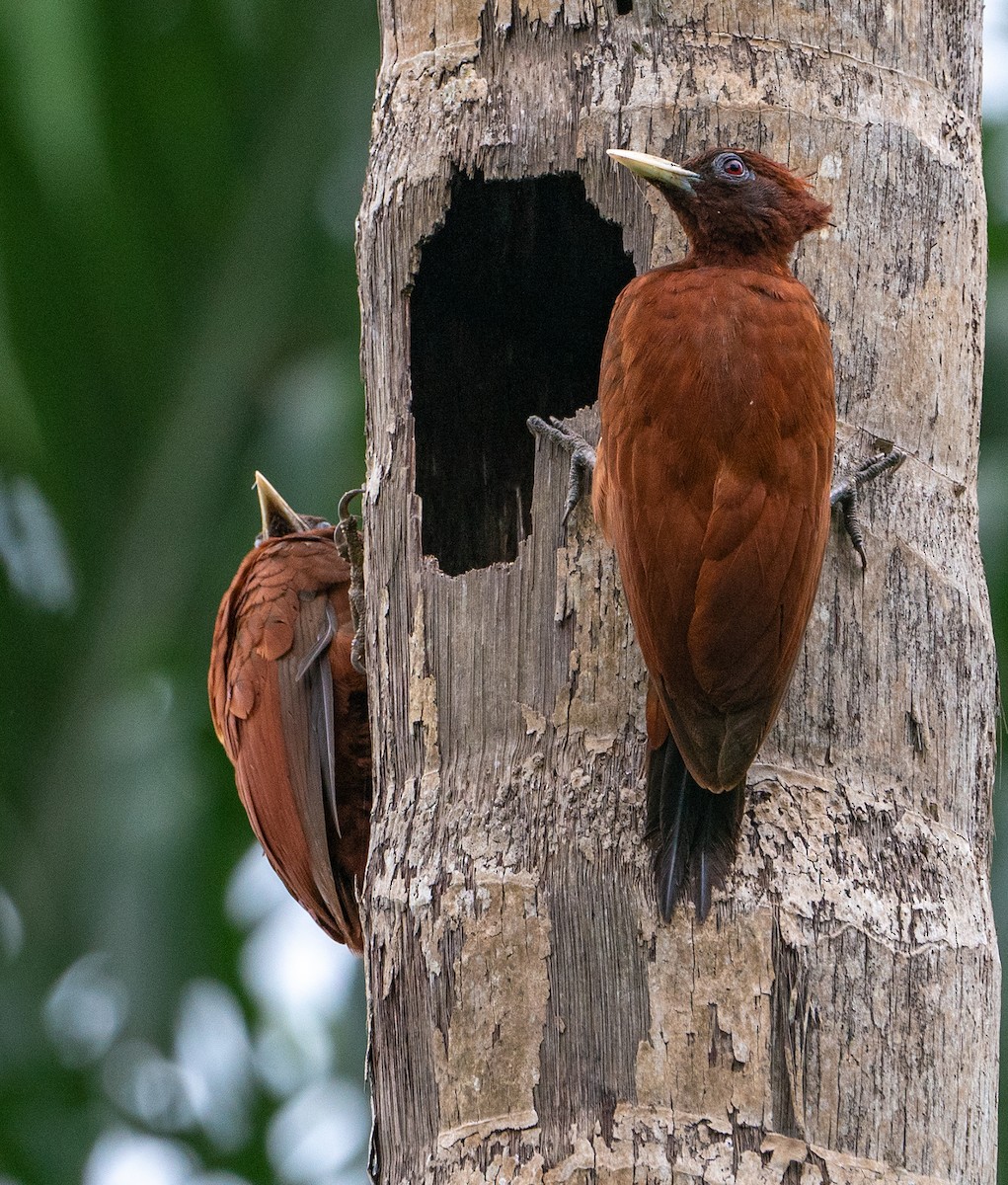 Chestnut Woodpecker - ML625059574