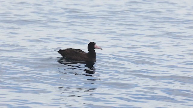 Short-tailed Albatross - ML625059577