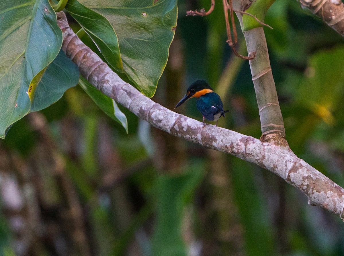 American Pygmy Kingfisher - ML625059592