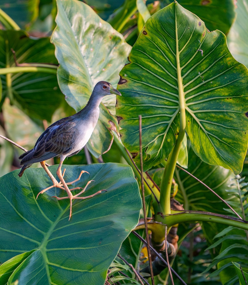 Azure Gallinule - ML625059596