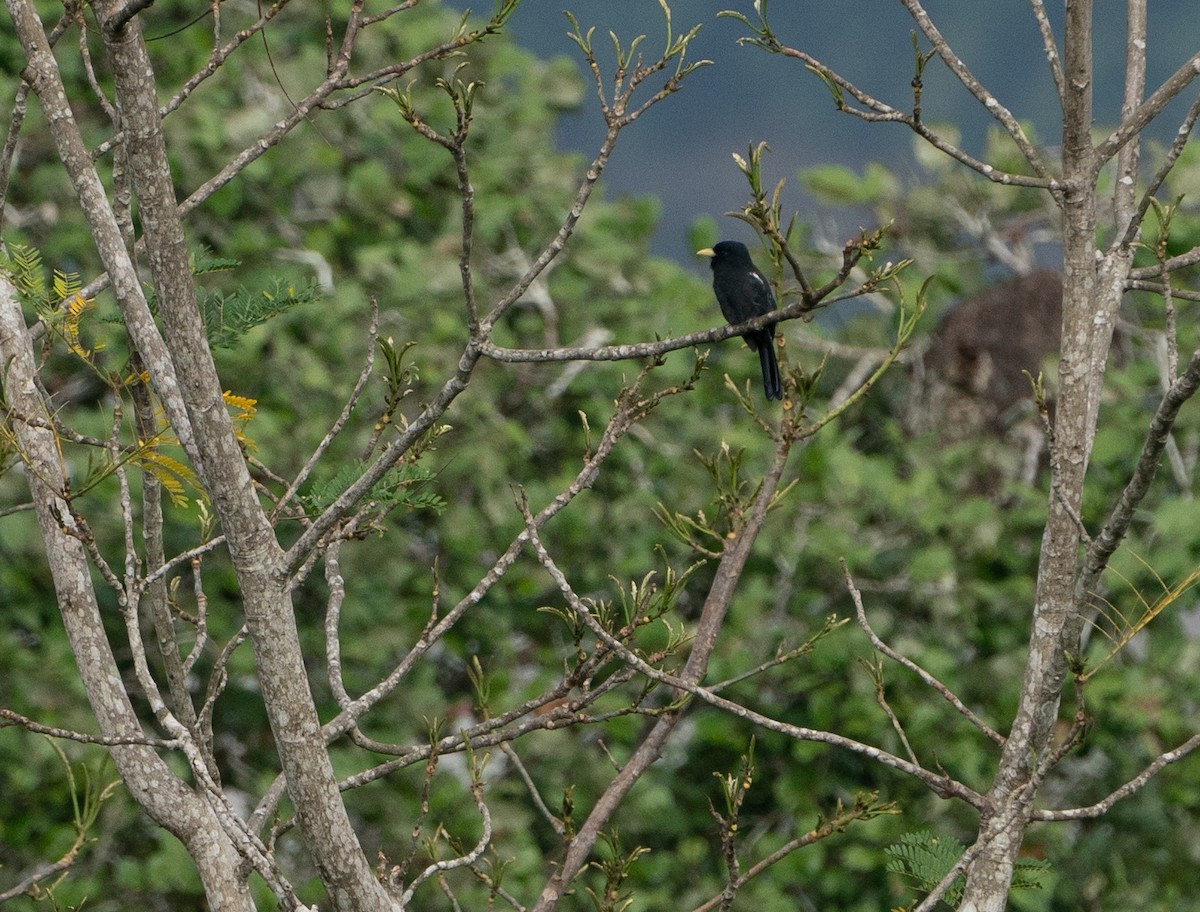 Yellow-billed Nunbird - ML625059731