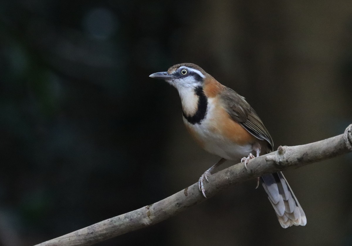 Lesser Necklaced Laughingthrush - ML625059797