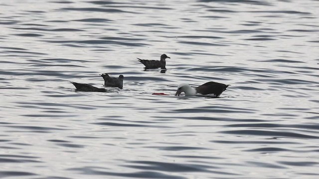 Laysan Albatross - ML625059844