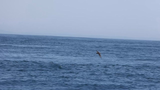 South Polar Skua - ML625059894