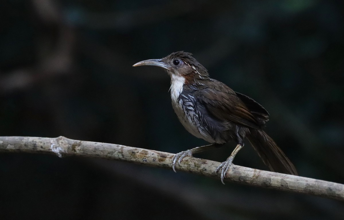 Large Scimitar-Babbler - Craig Evans